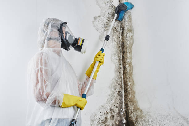 Best Mold Removal for HVAC Installations  in Mount Sterling, KY