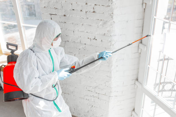 Best Mold Odor Removal Services  in Mount Sterling, KY