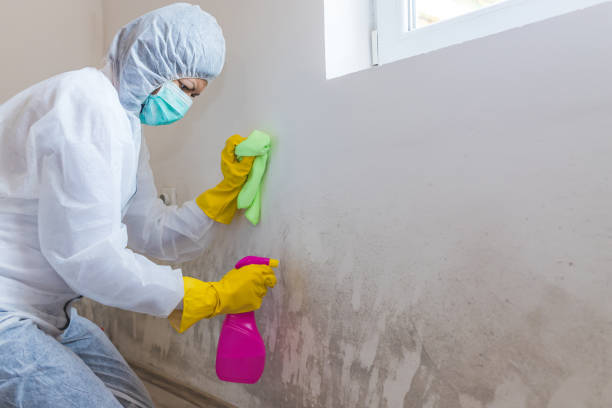 Mold Odor Removal Services