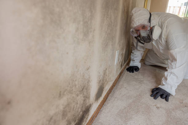 Best Basement Mold Removal  in Mount Sterling, KY